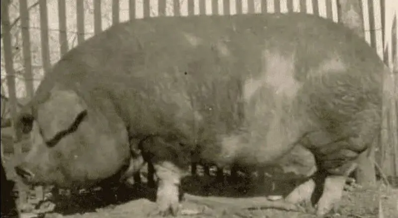 بیگ بیل (بیل عظیم الجثه)