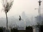 آلودگی هوا سالانه ۵۰ هزار نفر را در ایران می‌کشد؛ مسئولان هر روز این فاجعه را به خود یادآوری کنند