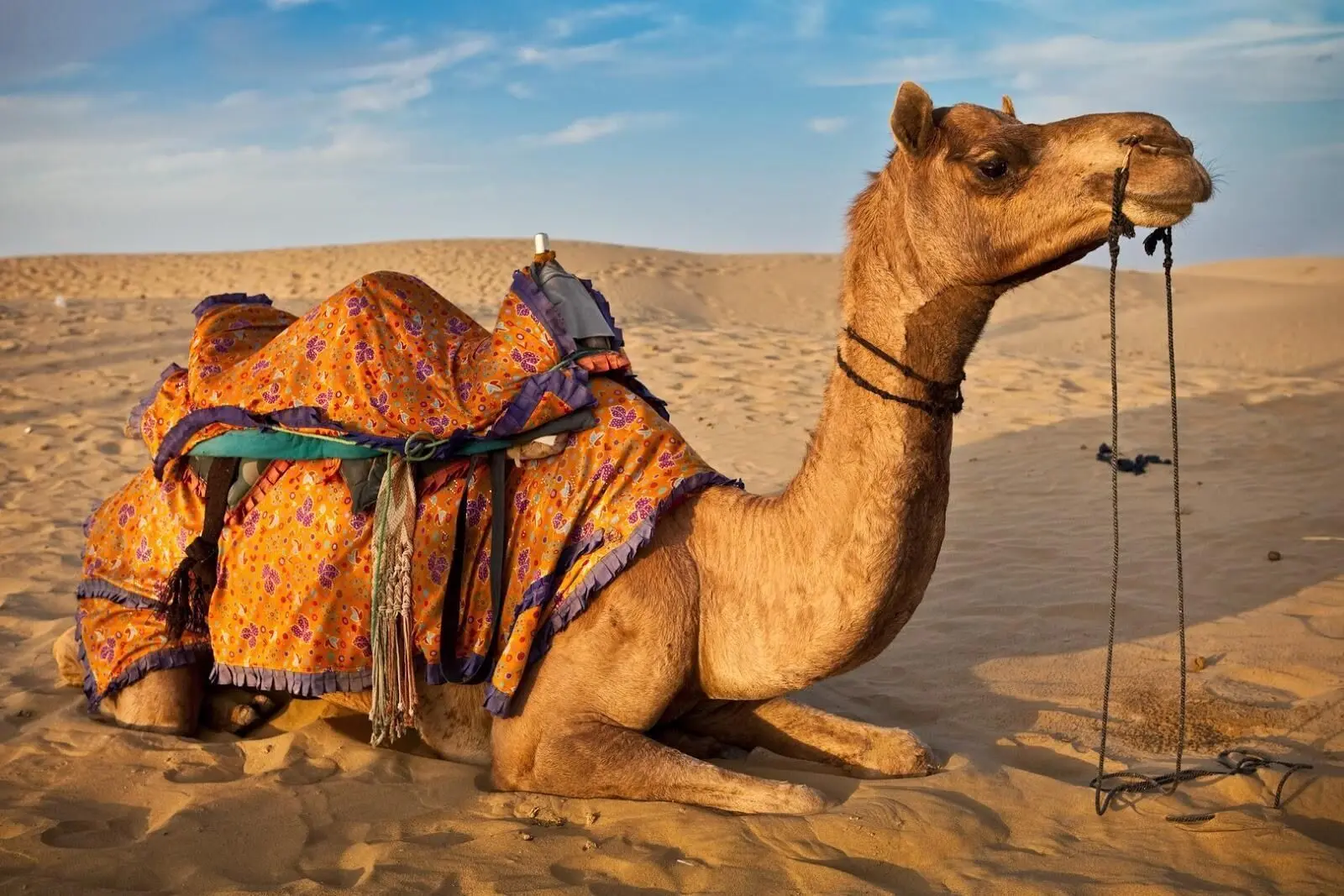 تصاویر واکنش دیدنی یک شتر به ابراز محبت یک زن