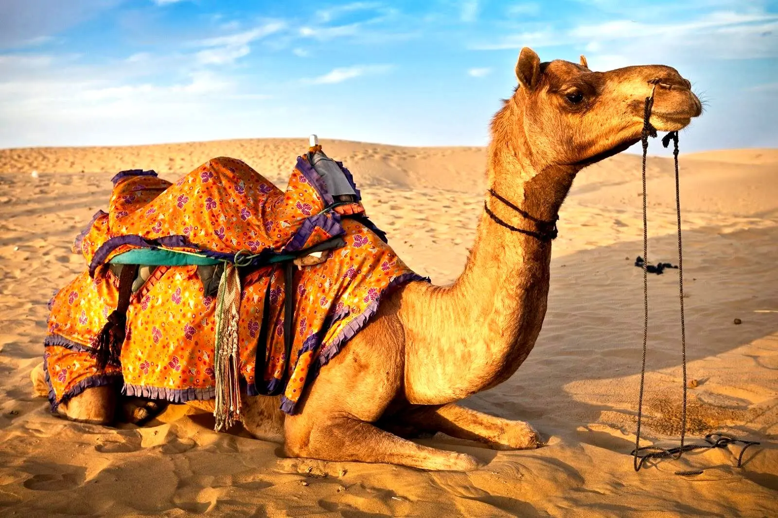 تصاویر واکنش دیدنی یک شتر به ابراز محبت یک زن