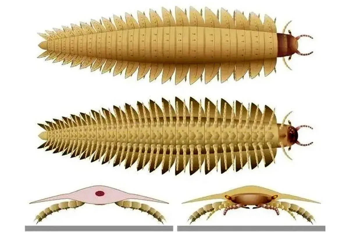 بزرگ‌ترین حشره جهان با بدنی شبیه هزارپا و سری شبیه صدپایان! + عکس