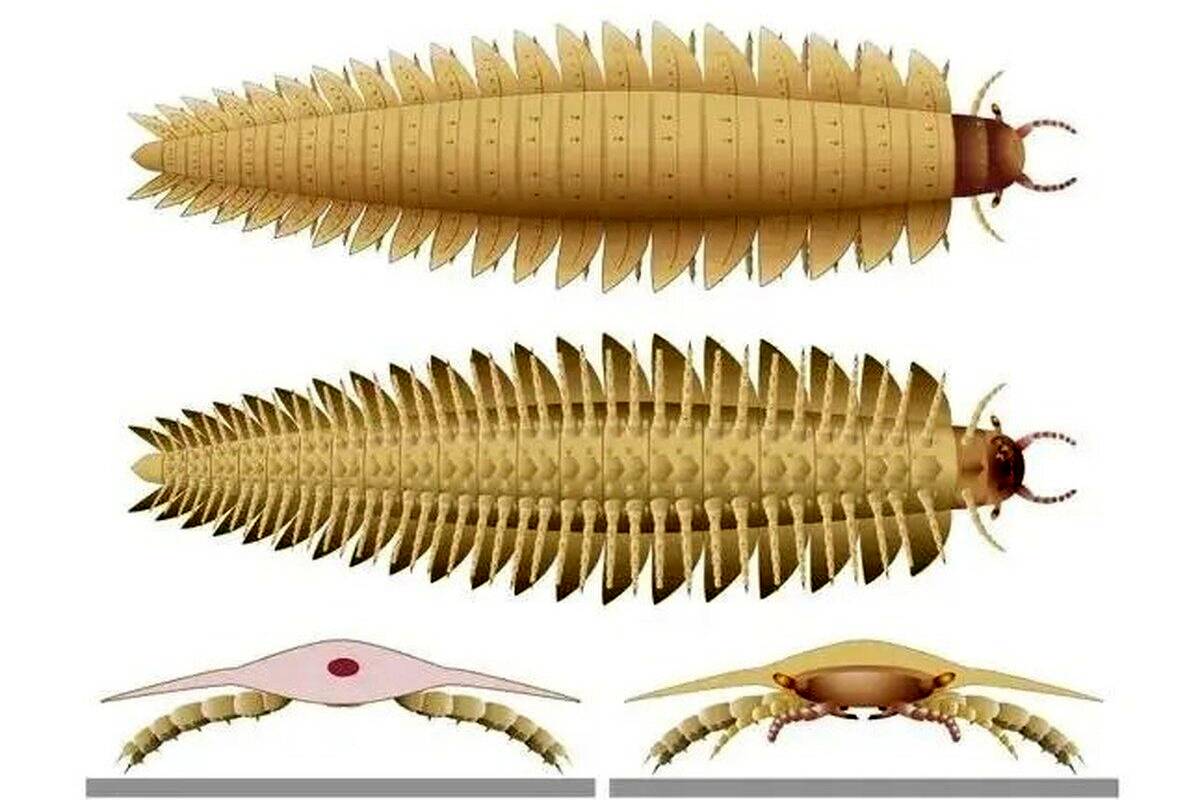 بزرگ‌ترین حشره جهان با بدنی شبیه هزارپا و سری شبیه صدپایان! + عکس
