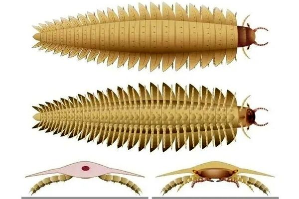 بزرگ‌ترین حشره جهان با بدنی شبیه هزارپا و سری شبیه صدپایان! + عکس