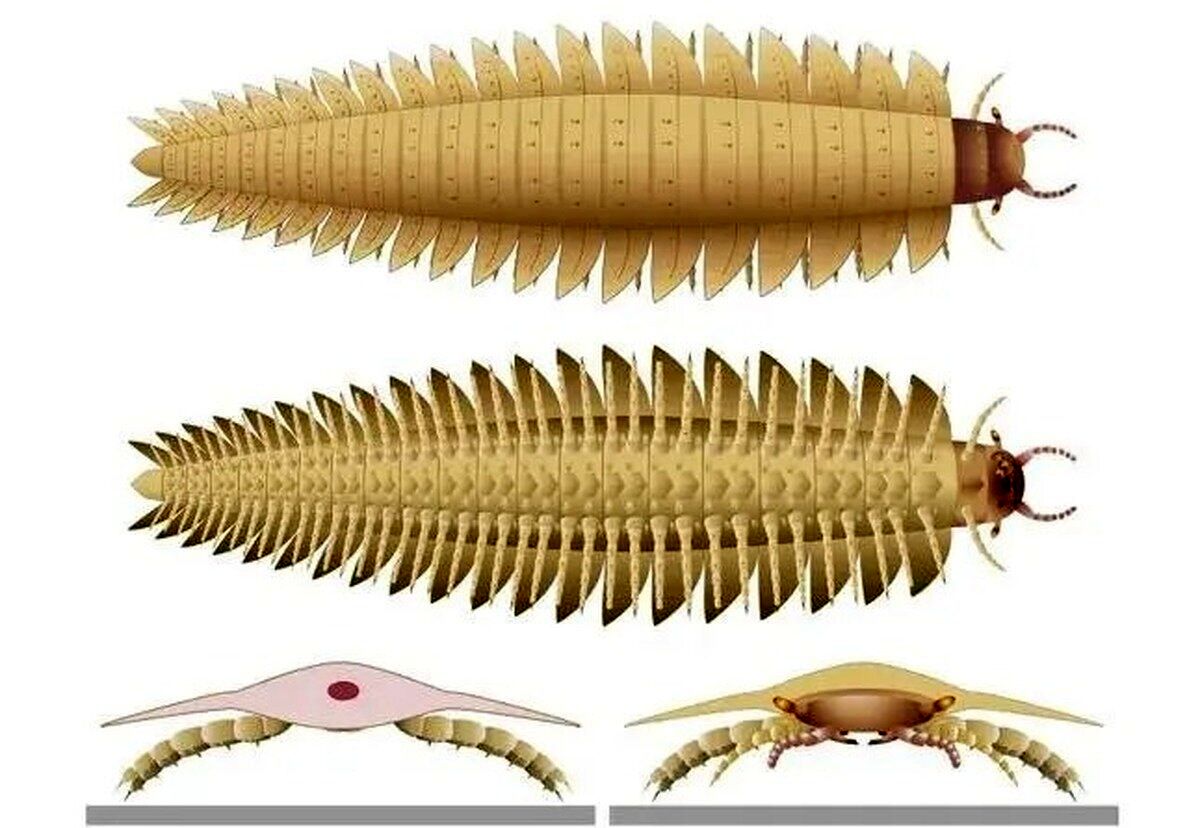 بزرگ‌ترین حشره جهان با بدنی شبیه هزارپا و سری شبیه صدپایان! + عکس